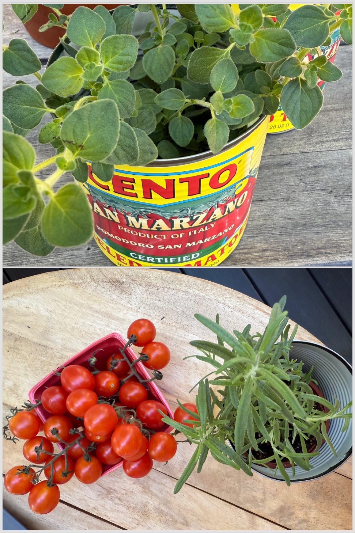 Canned Tomato Herb Decor